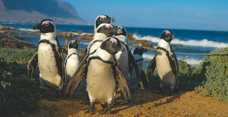 An endless summer with up to 14 hours sunlight in South Africa