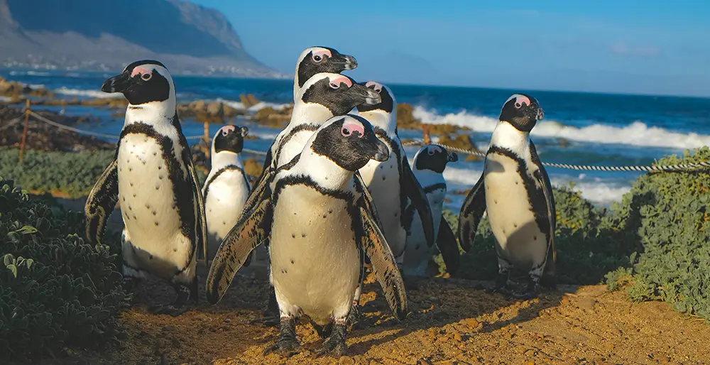 An endless summer with up to 14 hours sunlight in South Africa
